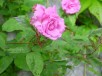 Thumbs/tn_DSC08329.jpg
