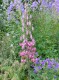 Thumbs/tn_DSC08370.jpg