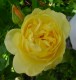 Thumbs/tn_DSC08378.jpg